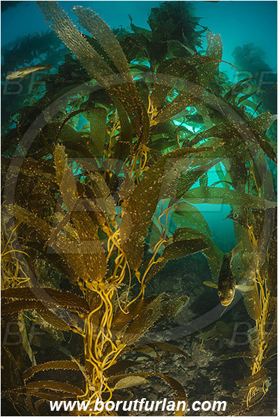 Santa Catalina, California, USA, Pacific ocean, Macrocystis pyrifera, Macrocystis, Laminariaceae, Phaeophyceae, Giant kelp, Kelp, Algae, Reef, Kelp forest