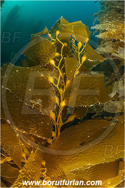 Santa Catalina, California, USA, Pacific ocean, Macrocystis pyrifera, Macrocystis, Laminariaceae, Phaeophyceae, Giant kelp, Kelp, Algae, Reef, Kelp forest
