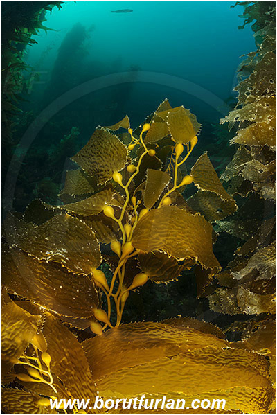 Santa Catalina, California, USA, Pacific ocean, Macrocystis pyrifera, Macrocystis, Laminariaceae, Phaeophyceae, Giant kelp, Kelp, Algae, Reef, Kelp forest