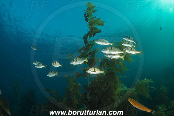 Santa Catalina, California, USA, Pacific ocean, Anisotremus davidsonii, Anisotremus, Haemulidae, Sargo, Fish, Fish school, Reef, Algae, Kelp forest