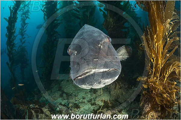 Santa Catalina, California, USA, Pacific ocean, Stereolepis gigas, Stereolepis, Polyprionidae, Giant sea bass, Sea bass, Fish, Reef, Macrocystis pyrifera, Macrocystis, Laminariaceae, Phaeophyceae, Giant kelp, Kelp, Algae, Portrait, Kelp forest