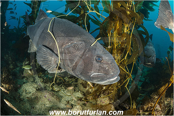 Santa Catalina, California, USA, Pacific ocean, Stereolepis gigas, Stereolepis, Polyprionidae, Giant sea bass, Sea bass, Fish, Reef, Macrocystis pyrifera, Macrocystis, Laminariaceae, Phaeophyceae, Giant kelp, Kelp, Algae, Kelp forest