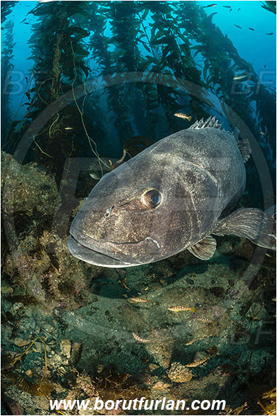 Santa Catalina, California, USA, Pacific ocean, Stereolepis gigas, Stereolepis, Polyprionidae, Giant sea bass, Sea bass, Fish, Reef, Macrocystis pyrifera, Macrocystis, Laminariaceae, Phaeophyceae, Giant kelp, Kelp, Algae, Portrait, Kelp forest