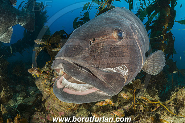 Santa Catalina, California, USA, Pacific ocean, Stereolepis gigas, Stereolepis, Polyprionidae, Giant sea bass, Sea bass, Fish, Reef, Macrocystis pyrifera, Macrocystis, Laminariaceae, Phaeophyceae, Giant kelp, Kelp, Algae, Portrait, Kelp forest