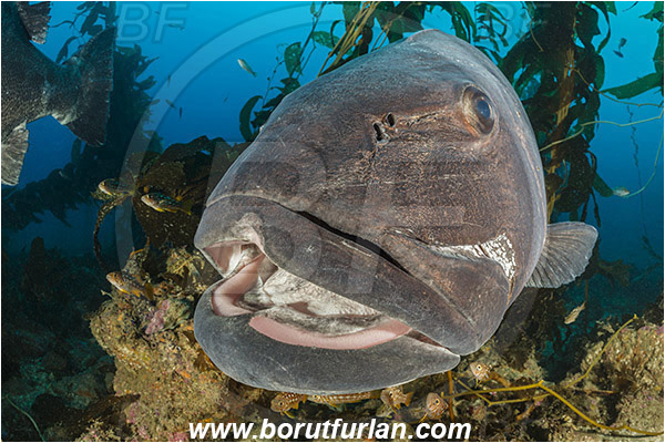 Santa Catalina, California, USA, Pacific ocean, Stereolepis gigas, Stereolepis, Polyprionidae, Giant sea bass, Sea bass, Fish, Reef, Macrocystis pyrifera, Macrocystis, Laminariaceae, Phaeophyceae, Giant kelp, Kelp, Algae, Portrait, Kelp forest