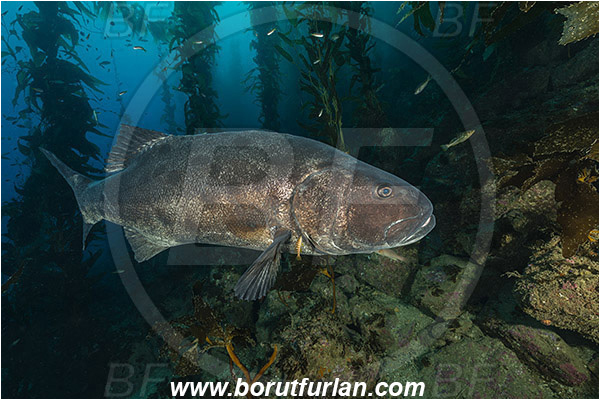 Santa Catalina, California, USA, Pacific ocean, Stereolepis gigas, Stereolepis, Polyprionidae, Giant sea bass, Sea bass, Fish, Reef, Macrocystis pyrifera, Macrocystis, Laminariaceae, Phaeophyceae, Giant kelp, Kelp, Algae, Kelp forest
