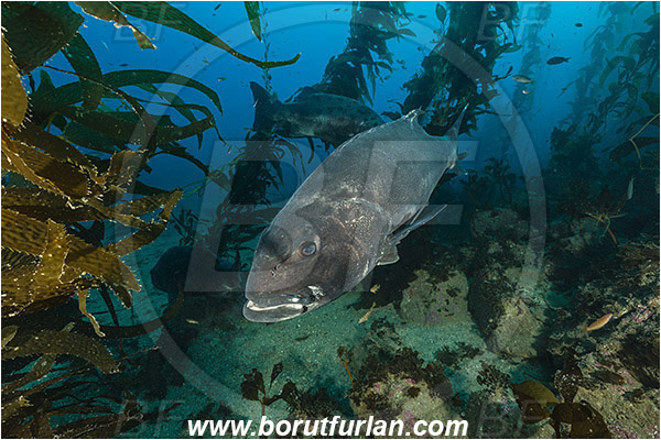 Santa Catalina, California, USA, Pacific ocean, Stereolepis gigas, Stereolepis, Polyprionidae, Giant sea bass, Sea bass, Fish, Reef, Macrocystis pyrifera, Macrocystis, Laminariaceae, Phaeophyceae, Giant kelp, Kelp, Algae, Kelp forest