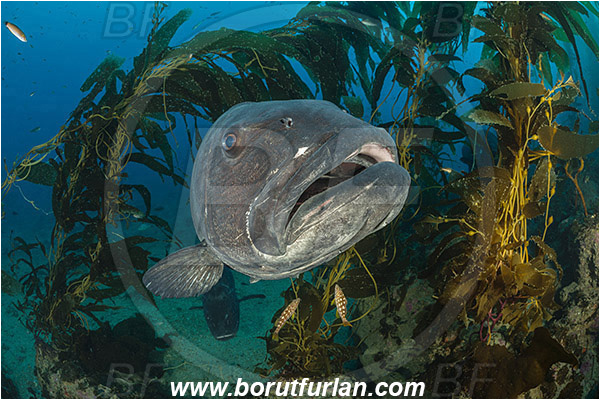Santa Catalina, California, USA, Pacific ocean, Stereolepis gigas, Stereolepis, Polyprionidae, Giant sea bass, Sea bass, Fish, Reef, Macrocystis pyrifera, Macrocystis, Laminariaceae, Phaeophyceae, Giant kelp, Kelp, Algae, Portrait, Kelp forest