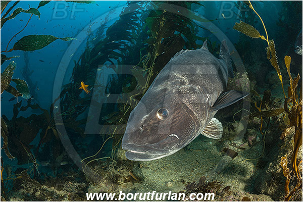 Santa Catalina, California, USA, Pacific ocean, Stereolepis gigas, Stereolepis, Polyprionidae, Giant sea bass, Sea bass, Fish, Reef, Macrocystis pyrifera, Macrocystis, Laminariaceae, Phaeophyceae, Giant kelp, Kelp, Algae, Kelp forest