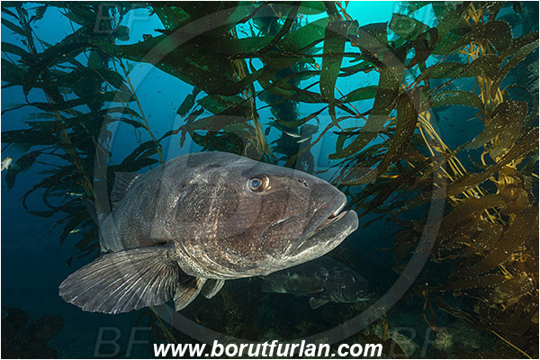 Santa Catalina, California, USA, Pacific ocean, Stereolepis gigas, Stereolepis, Polyprionidae, Giant sea bass, Sea bass, Fish, Reef, Macrocystis pyrifera, Macrocystis, Laminariaceae, Phaeophyceae, Giant kelp, Kelp, Algae, Kelp forest
