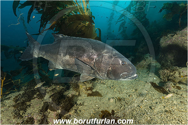 Santa Catalina, California, USA, Pacific ocean, Stereolepis gigas, Stereolepis, Polyprionidae, Giant sea bass, Sea bass, Fish, Reef, Macrocystis pyrifera, Macrocystis, Laminariaceae, Phaeophyceae, Giant kelp, Kelp, Algae, Kelp forest