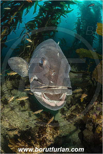 Santa Catalina, California, USA, Pacific ocean, Stereolepis gigas, Stereolepis, Polyprionidae, Giant sea bass, Sea bass, Fish, Reef, Macrocystis pyrifera, Macrocystis, Laminariaceae, Phaeophyceae, Giant kelp, Kelp, Algae, Portrait, Paralabrax clathratus, Paralabrax, Serranidae, Kelp bass, Cleaning, Kelp forest