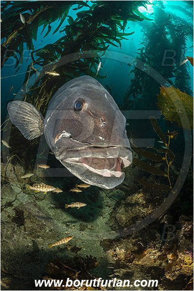 Santa Catalina, California, USA, Pacific ocean, Stereolepis gigas, Stereolepis, Polyprionidae, Giant sea bass, Sea bass, Fish, Reef, Macrocystis pyrifera, Macrocystis, Laminariaceae, Phaeophyceae, Giant kelp, Kelp, Algae, Portrait, Paralabrax clathratus, Paralabrax, Serranidae, Kelp bass, Cleaning, Kelp forest