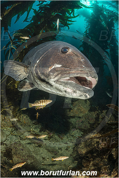 Santa Catalina, California, USA, Pacific ocean, Stereolepis gigas, Stereolepis, Polyprionidae, Giant sea bass, Sea bass, Fish, Reef, Macrocystis pyrifera, Macrocystis, Laminariaceae, Phaeophyceae, Giant kelp, Kelp, Algae, Portrait, Paralabrax clathratus, Paralabrax, Serranidae, Kelp bass, Cleaning, Kelp forest