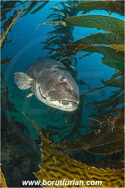 Santa Catalina, California, USA, Pacific ocean, Stereolepis gigas, Stereolepis, Polyprionidae, Giant sea bass, Sea bass, Fish, Reef, Macrocystis pyrifera, Macrocystis, Laminariaceae, Phaeophyceae, Giant kelp, Kelp, Algae, Portrait, Kelp forest