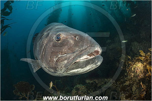 Santa Catalina, California, USA, Pacific ocean, Stereolepis gigas, Stereolepis, Polyprionidae, Giant sea bass, Sea bass, Fish, Reef, Macrocystis pyrifera, Macrocystis, Laminariaceae, Phaeophyceae, Giant kelp, Kelp, Algae, Portrait, Kelp forest