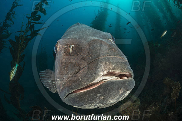 Santa Catalina, California, USA, Pacific ocean, Stereolepis gigas, Stereolepis, Polyprionidae, Giant sea bass, Sea bass, Fish, Reef, Portrait, Kelp forest