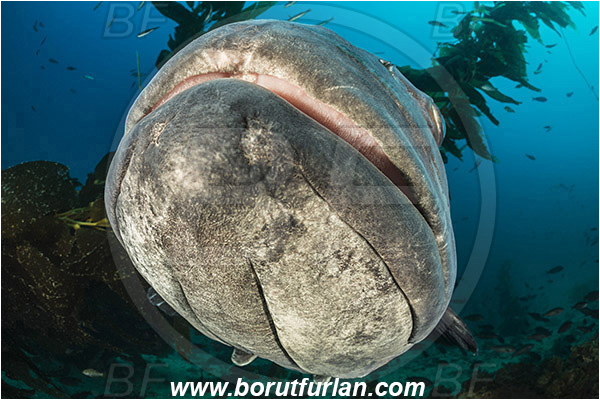 Santa Catalina, California, USA, Pacific ocean, Stereolepis gigas, Stereolepis, Polyprionidae, Giant sea bass, Sea bass, Fish, Portrait, Mouth, Kelp forest