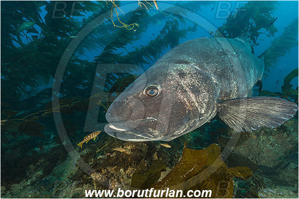Santa Catalina, California, USA, Pacific ocean, Stereolepis gigas, Stereolepis, Polyprionidae, Giant sea bass, Sea bass, Fish, Reef, Macrocystis pyrifera, Macrocystis, Laminariaceae, Phaeophyceae, Giant kelp, Kelp, Algae, Paralabrax clathratus, Paralabrax, Serranidae, Kelp bass, Cleaning, Kelp forest
