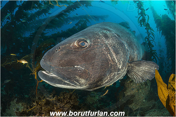 Santa Catalina, California, USA, Pacific ocean, Stereolepis gigas, Stereolepis, Polyprionidae, Giant sea bass, Sea bass, Fish, Reef, Portrait, Kelp forest