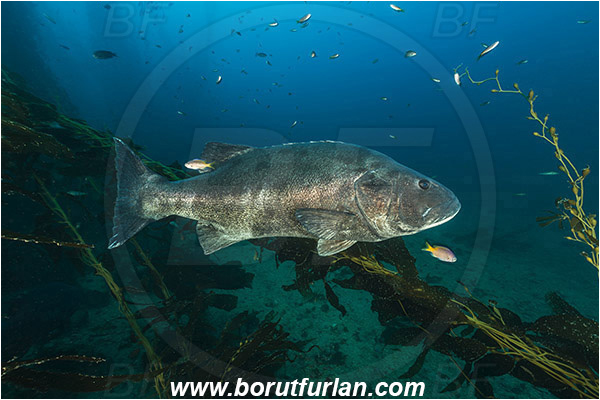Santa Catalina, California, USA, Pacific ocean, Stereolepis gigas, Stereolepis, Polyprionidae, Giant sea bass, Sea bass, Fish, Reef, Kelp forest