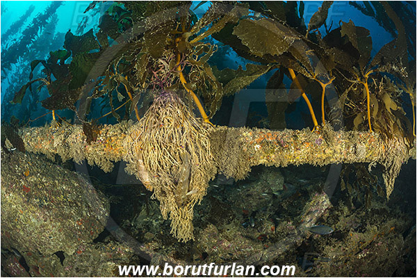 Santa Catalina, California, USA, Pacific ocean, Macrocystis pyrifera, Macrocystis, Laminariaceae, Phaeophyceae, Giant kelp, Kelp, Algae, Roots, Reef, Kelp forest