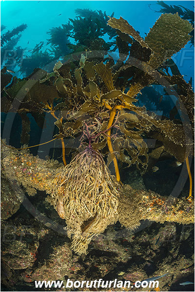 Santa Catalina, California, USA, Pacific ocean, Macrocystis pyrifera, Macrocystis, Laminariaceae, Phaeophyceae, Giant kelp, Kelp, Algae, Roots, Reef, Kelp forest