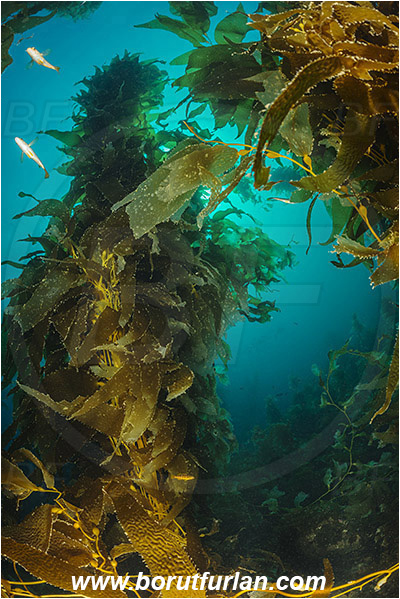 Santa Catalina, California, USA, Pacific ocean, Macrocystis pyrifera, Macrocystis, Laminariaceae, Phaeophyceae, Giant kelp, Kelp, Algae, Reef, Kelp forest