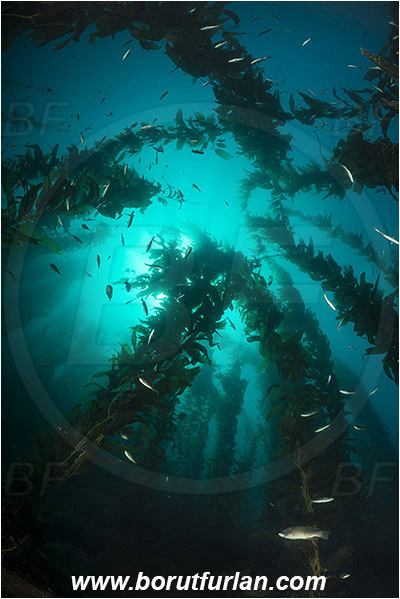 Santa Catalina, California, USA, Pacific ocean, Macrocystis pyrifera, Macrocystis, Laminariaceae, Phaeophyceae, Giant kelp, Kelp, Algae, Kelp forest