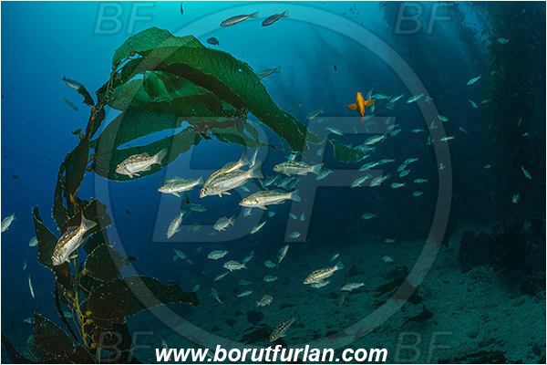 Santa Catalina, California, USA, Pacific ocean, Macrocystis pyrifera, Macrocystis, Laminariaceae, Phaeophyceae, Giant kelp, Kelp, Algae, Reef, Paralabrax clathratus, Paralabrax, Serranidae, Kelp bass, Fish, Fish school, Kelp forest