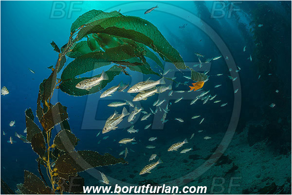 Santa Catalina, California, USA, Pacific ocean, Macrocystis pyrifera, Macrocystis, Laminariaceae, Phaeophyceae, Giant kelp, Kelp, Algae, Reef, Paralabrax clathratus, Paralabrax, Serranidae, Kelp bass, Fish, Fish school, Kelp forest