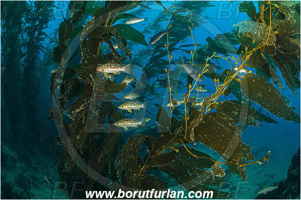 Santa Catalina, California, USA, Pacific ocean, Macrocystis pyrifera, Macrocystis, Laminariaceae, Phaeophyceae, Giant kelp, Kelp, Algae, Reef, Paralabrax clathratus, Paralabrax, Serranidae, Kelp bass, Fish, Fish school, Kelp forest