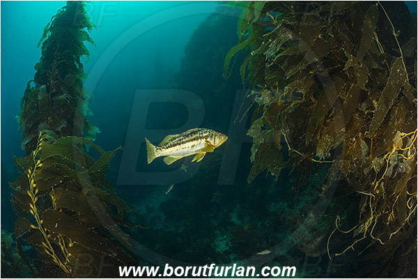 Santa Catalina, California, USA, Pacific ocean, Macrocystis pyrifera, Macrocystis, Laminariaceae, Phaeophyceae, Giant kelp, Kelp, Algae, Reef, Paralabrax clathratus, Paralabrax, Serranidae, Kelp bass, Fish, Kelp forest