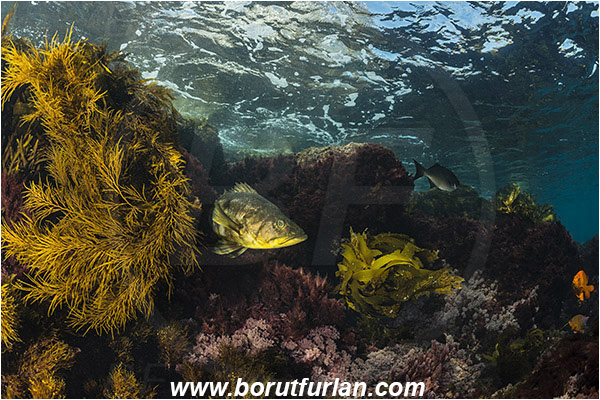 Santa Catalina, California, USA, Pacific ocean, Paralabrax clathratus, Paralabrax, Serranidae, Kelp bass, Fish, Reef, Algae
