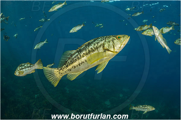 Santa Catalina, California, USA, Pacific ocean, Paralabrax clathratus, Paralabrax, Serranidae, Kelp bass, Fish, Fish school, Reef