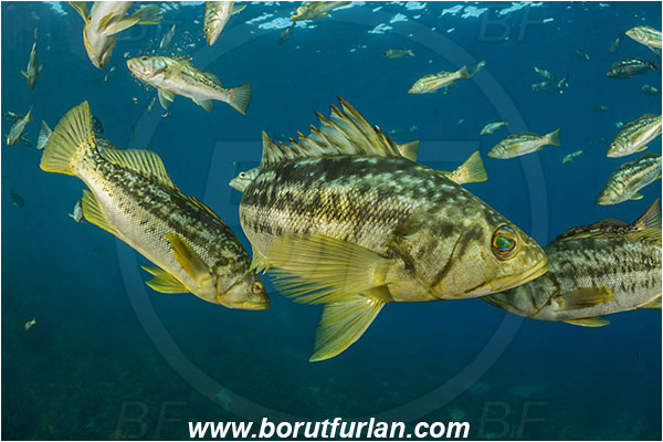Santa Catalina, California, USA, Pacific ocean, Paralabrax clathratus, Paralabrax, Serranidae, Kelp bass, Fish, Fish school