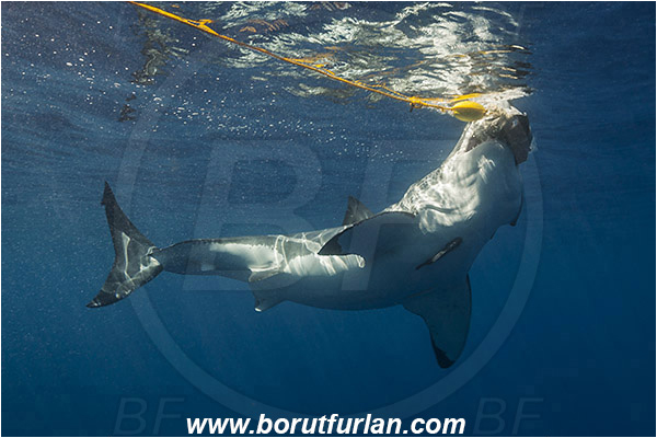 Isla Guadalupe, Baja California, Mexico, Pacific ocean, Carcharodon carcharias, Carcharodon, Lamnidae, Elasmobranchii, Great White Shark, Shark, Fish, Bait, Bite into the bait