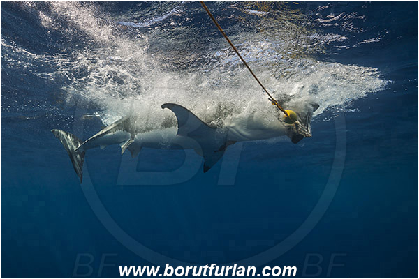 Isla Guadalupe, Baja California, Mexico, Pacific ocean, Carcharodon carcharias, Carcharodon, Lamnidae, Elasmobranchii, Great White Shark, Shark, Fish, Bait, Bite into the bait