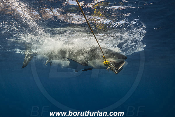 Isla Guadalupe, Baja California, Mexico, Pacific ocean, Carcharodon carcharias, Carcharodon, Lamnidae, Elasmobranchii, Great White Shark, Shark, Fish, Bait, Bite into the bait