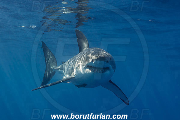 Isla Guadalupe, Baja California, Mexico, Pacific ocean, Carcharodon carcharias, Carcharodon, Lamnidae, Elasmobranchii, Great White Shark, Shark, Fish, Portrait