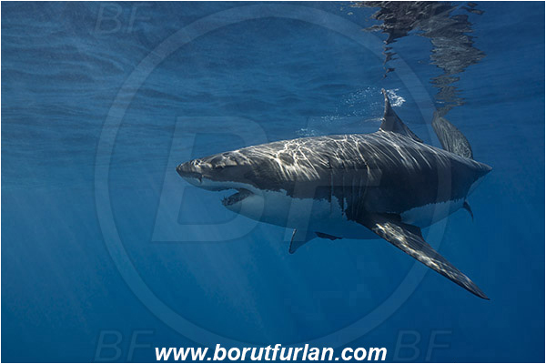 Isla Guadalupe, Baja California, Mexico, Pacific ocean, Carcharodon carcharias, Carcharodon, Lamnidae, Elasmobranchii, Great White Shark, Shark, Fish