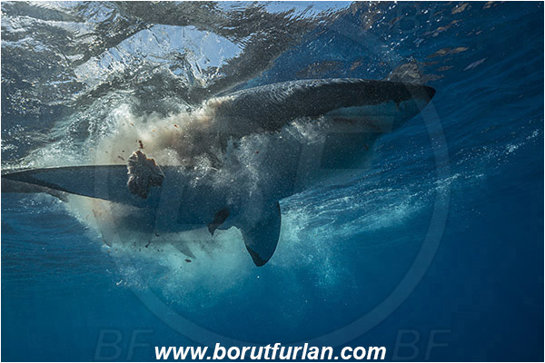 Isla Guadalupe, Baja California, Mexico, Pacific ocean, Carcharodon carcharias, Carcharodon, Lamnidae, Elasmobranchii, Great White Shark, Shark, Fish, Bait, Bite into the bait