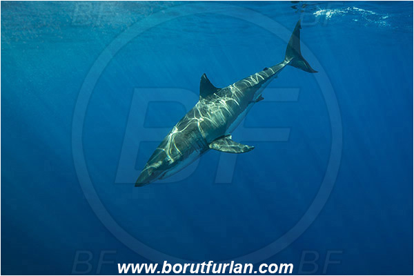 Isla Guadalupe, Baja California, Mexico, Pacific ocean, Carcharodon carcharias, Carcharodon, Lamnidae, Elasmobranchii, Great White Shark, Shark, Fish
