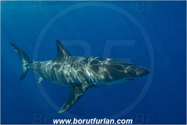 Isla Guadalupe, Baja California, Mexico, Pacific ocean, Carcharodon carcharias, Carcharodon, Lamnidae, Elasmobranchii, Great White Shark, Shark, Fish