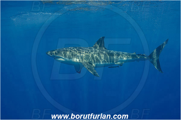 Isla Guadalupe, Baja California, Mexico, Pacific ocean, Carcharodon carcharias, Carcharodon, Lamnidae, Elasmobranchii, Great White Shark, Shark, Fish