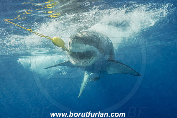 Isla Guadalupe, Baja California, Mexico, Pacific ocean, Carcharodon carcharias, Carcharodon, Lamnidae, Elasmobranchii, Great White Shark, Shark, Fish, Bait, Bite into the bait, Portrait