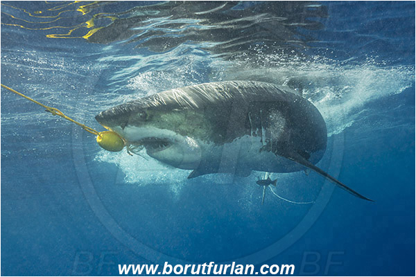 Isla Guadalupe, Baja California, Mexico, Pacific ocean, Carcharodon carcharias, Carcharodon, Lamnidae, Elasmobranchii, Great White Shark, Shark, Fish, Bait, Bite into the bait
