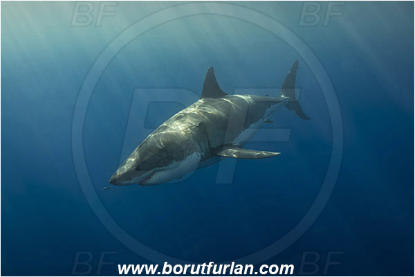 Isla Guadalupe, Baja California, Mexico, Pacific ocean, Carcharodon carcharias, Carcharodon, Lamnidae, Elasmobranchii, Great White Shark, Shark, Fish