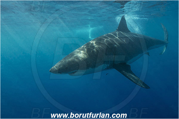 Isla Guadalupe, Baja California, Mexico, Pacific ocean, Carcharodon carcharias, Carcharodon, Lamnidae, Elasmobranchii, Great White Shark, Shark, Fish