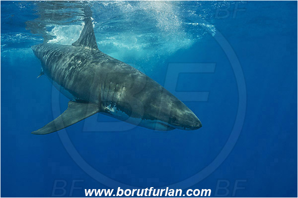 Isla Guadalupe, Baja California, Mexico, Pacific ocean, Carcharodon carcharias, Carcharodon, Lamnidae, Elasmobranchii, Great White Shark, Shark, Fish